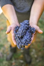 Man's hands holding grapes in vineyard