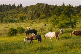 Wild ponies grazing in Mount Rogers National Recreation Area