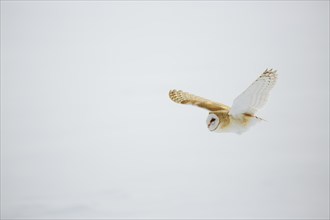 Barn owl in flight over snow