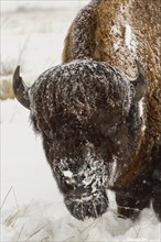 Snow covered buffalo