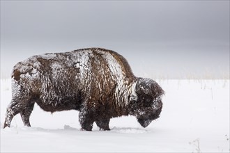 Buffalo in snow covered field
