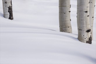 Aspen tree trunks in snow