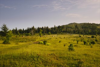 Field by forest in Mount Rogers National Recreation Area