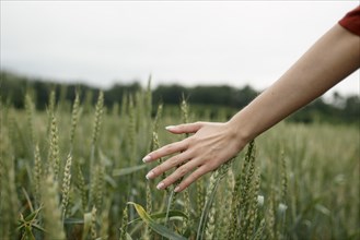Woman's hand touching wheat in field