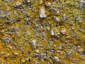 Yellow lichen on rocks