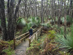 Woman walking on bridge in forest in South Australia, Australia