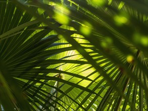 Green palm fronds