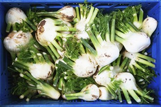 Crate of fennel