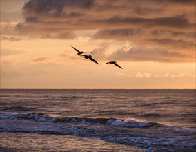 Silhouettes of birds flying over sea at sunset
