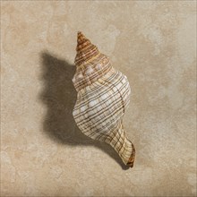 Conch seashell