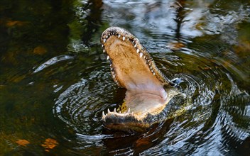 Alligator breaching with its mouth open in Everglades National Park, Florida, USA