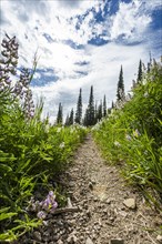 Trail through lupines in Sun Valley, Idaho, USA