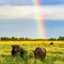 Bulls in field with rainbow in Picabo, Idaho, USA