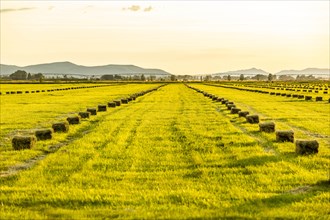 Rows of hay bales in field in Picabo, Idaho, USA