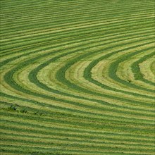 Field cut in curved shape in Picabo, Idaho, USA