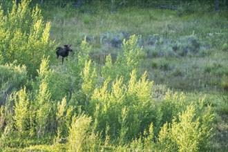 Moose in field in Picabo, Idaho, USA