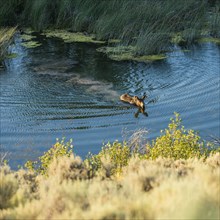 Moose swimming across river in Picabo, Idaho, USA