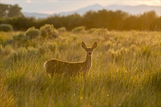 Doe in field at sunset in Picabo, Idaho, USA