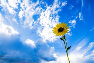 Sunflower against cloudscape