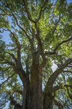 Oak tree in Concord, California, USA