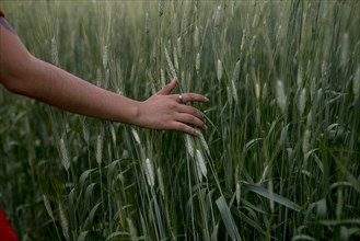 Woman's hand touching wheat