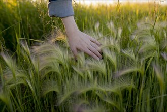 Woman's hand touching wheat