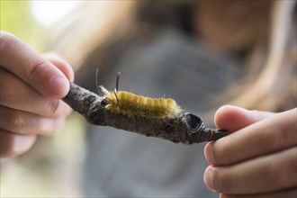 Girl holding stick with caterpillar