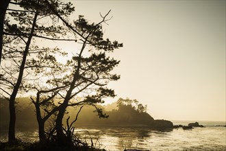 Silhouette of trees on coastline