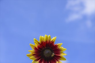 Bee on sunflower against sky