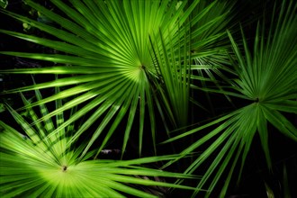 Fronds in shadow