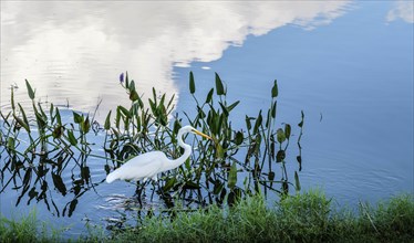 Heron in lake with grass