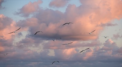 Seagulls flying in sky with pink clouds