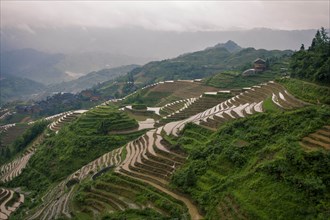 Longsheng Rice Terrace in Longsheng, Guangxi Province, China