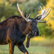 Bull moose in field in Picabo, Idaho, USA