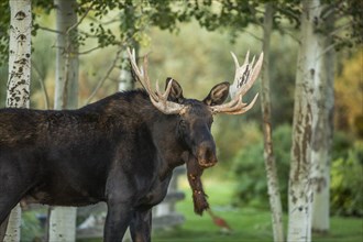 Bull moose by trees in Picabo, Idaho, USA