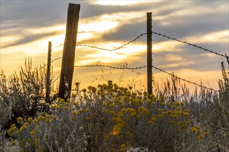 Sagebrush and barbed wire fence at Boise Foothills in Boise, Idaho, USA