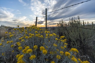 Sagebrush by barbed wire fence in Boise, Idaho, USA