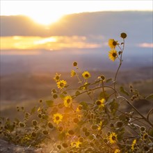 Sunflowers at sunset in Boise, Idaho, USA