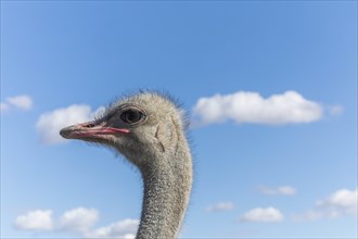 Portrait of ostrich against cloudy sky