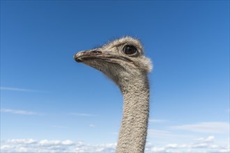Portrait of ostrich against cloudy sky