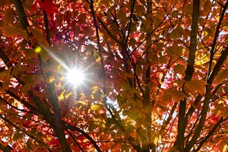 Sunbeam through autumn branches