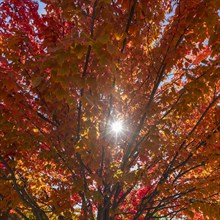 Sunbeam through autumn branches