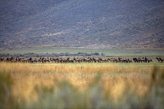 Herd of elk in field in Picabo, Idaho, USA