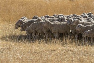 Flock of sheep in field in Hailey, Idaho, USA
