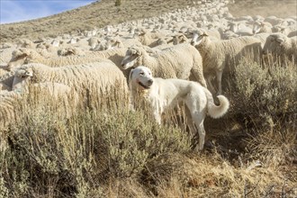 Great Pyrenees dog guarding flock of sheep in Sun Valley, Idaho, USA