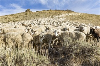 Flock of sheep on hill in Ketchum, Idaho, USA