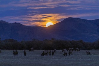 Elk in field by mountains at sunset in Picabo, Idaho, USA