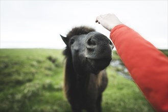 Man petting Icelandic horse in field in Iceland
