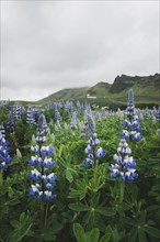 Lupine flowers by church in Vik, Iceland