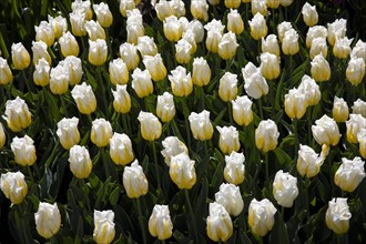 White tulips in field in Amsterdam, Netherlands